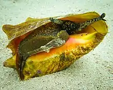 Queen conch (Strombus gigas)