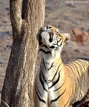 Tiger rubbing against tree to mark territory