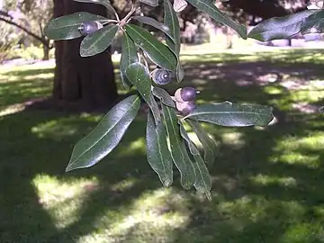 Leaves and acorns