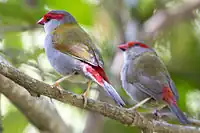 Red-browed finch, North Queensland