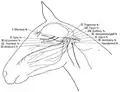 The cranial nerves in the horse