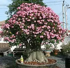 Cultivated specimen in Thailand flowering profusely.