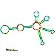 Lysine riboswitch:  Secondary structure for the riboswitch marked up by sequence conservation. Family RF00168.