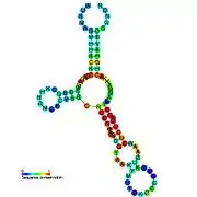 Glycine riboswitch:  Secondary structure for the riboswitch marked up by sequence conservation. Family RF00504.