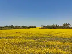 Canola field in the RM of Tecumseh