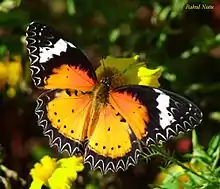 Male, top side, on flower