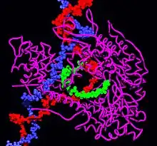 Molecular modeling of RNA polymerase.