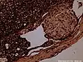 Cross-section of rabbit spinal cord