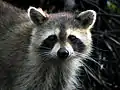 A raccoon