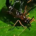 Rachicerus obscuripennis being eaten by a robber fly