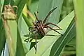 Female raft spider carrying egg sack