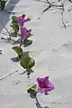 Railroad Vine - Big Talbot Island Beach morning glory