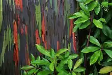 "Rainbow" Eucalyptus bark on the Hawaiian island of Maui