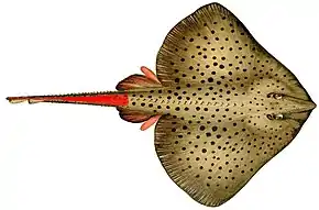 Skates (Raja montagui shown) have their electric organ in the tail.