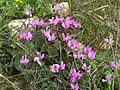 Cyclamen persicum