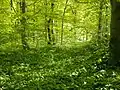 Early spring in a Baltic mixed forest