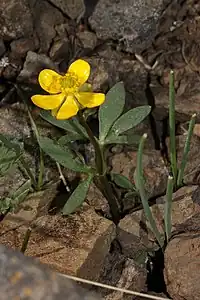 Sagebrush buttercup (Ranunculus glaberrimus)