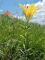 Rare yellow form in Logan County, North Dakota, USA