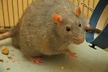 Photo of a Zucker rat