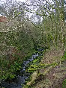 Ferns, mosses and liverworts in Raven's Craig Glen on the South Burn.