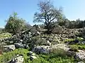 House and tree amidst ruins, in Dayr Aban