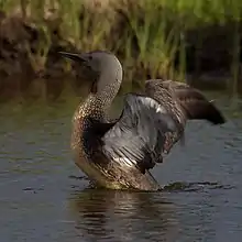 Adult loon in breeding plumage, reared up on the water with its wings spread.