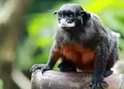 Black and brown monkey