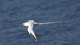 The subspecies mesonauta can be seen flying over water.