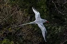 A white and black bird with a red beak flying with long wings and a very long tail