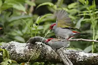 Mating; male with display stalk