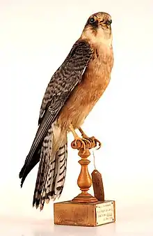 Red-footed falcon