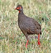 P. a. cranchii(Leach, 1818)in western Kenya