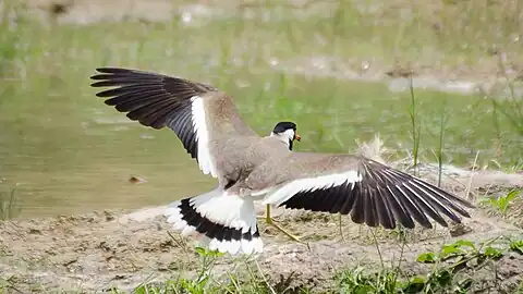 V. i. indicusshowing the diagnostic white wing bar and a broad black band on the white tail