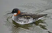 Red-necked phalaropePhalaropus lobatusodinshane