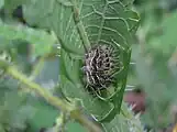 Hiding under folded leaf 'tent'