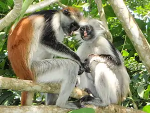 Brown, black, and white monkey