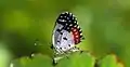 Red Pierrot butterfly is resting on edge of a leaf.