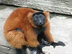 Red ruffed lemur