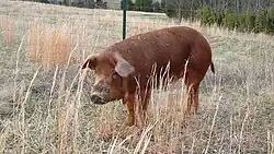 Red Wattle pig with wattles at the base of the throat