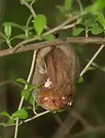 The image depicts a red bat hanging from a branch