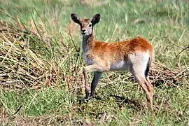 Juvenile red lechweOkavango Delta, Botswana