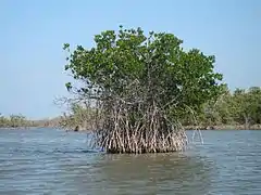 A free-standing red mangrove tree growing in shallow water in the backcountry of the Cape Sable area of Everglades National Park.