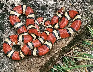 Milk snake