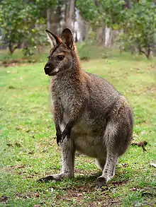 Red necked wallaby (picture taken in North Florida)