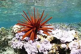 Red pencil urchin at French Frigate Shoals.