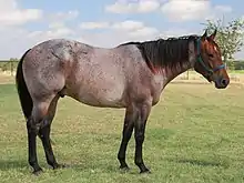 The roan pattern allows point coloration to show on the head as well as traditional point locations