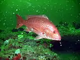 Red snapper in Gray's Reef National Marine Sanctuary