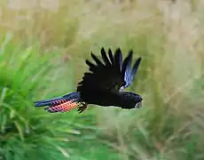 Red tailed black cockatoo