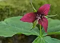 Red trillium (Trillium erectum)