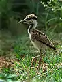 The chick leaves the nest and follows the parents soon after hatching